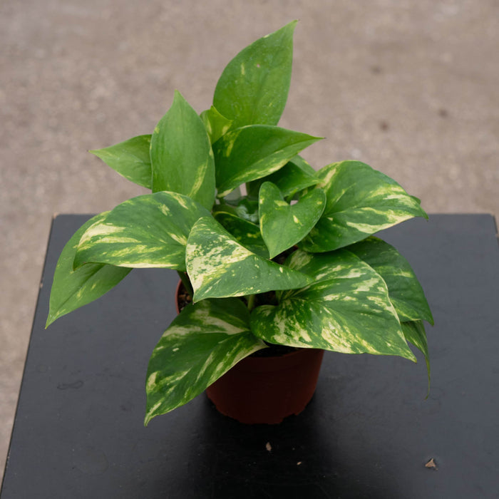 Gabriella Plants Pothos 4" Pothos Epipremnum aureum 'Golden'