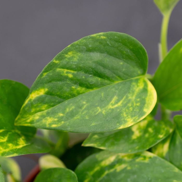 Gabriella Plants Pothos Pothos Epipremnum aureum 'Golden'