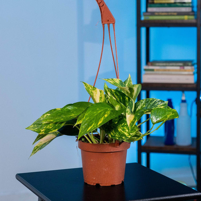 Gabriella Plants Pothos 5" Hanging Basket Pothos Epipremnum aureum 'Golden'