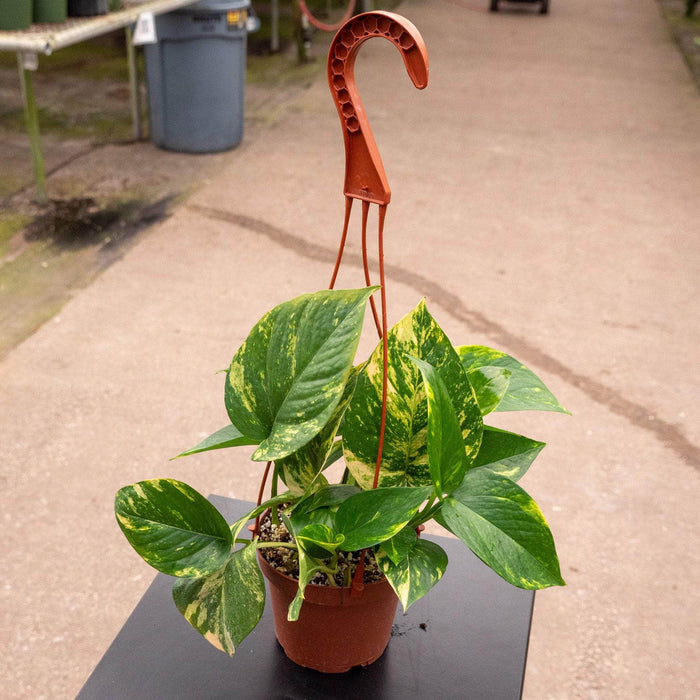 Gabriella Plants Pothos Pothos Epipremnum aureum 'Golden'