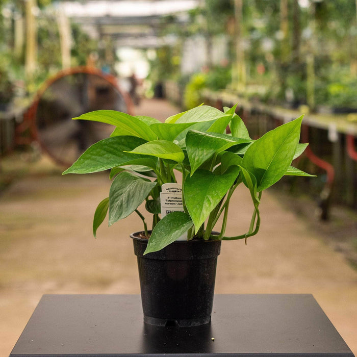 Gabriella Plants Pothos 4" Pothos Epipremnum aureum 'Jade'