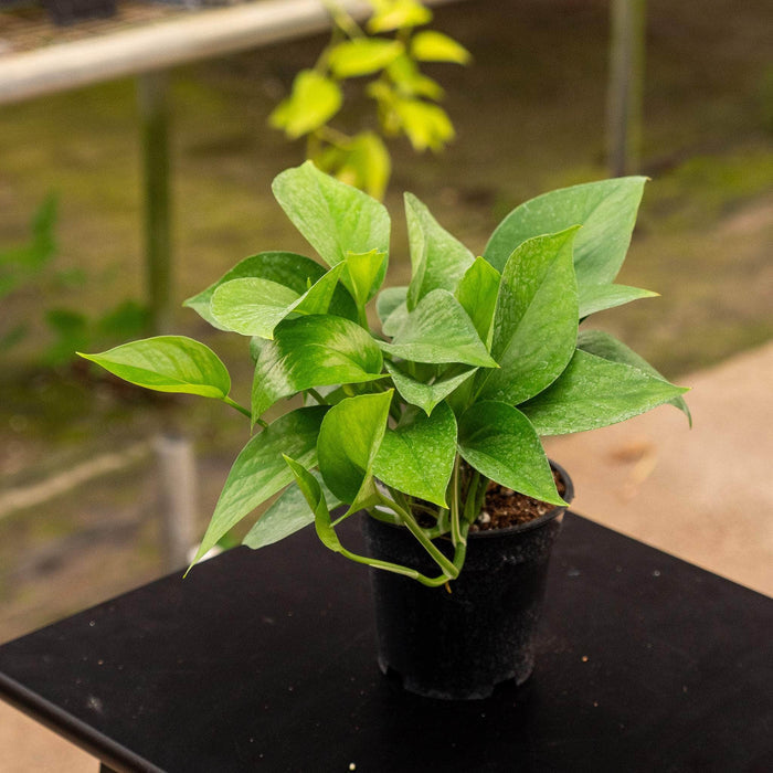 Gabriella Plants Pothos Pothos Epipremnum aureum 'Jade'