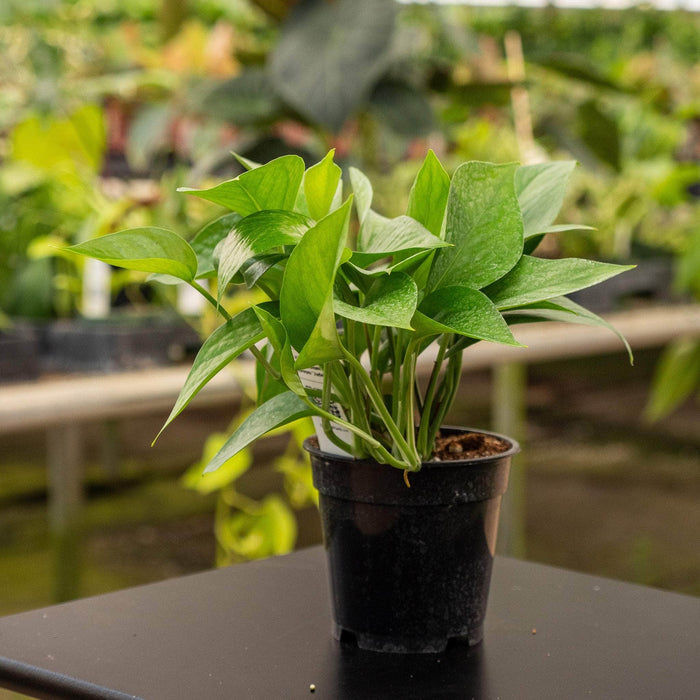 Gabriella Plants Pothos Pothos Epipremnum aureum 'Jade'