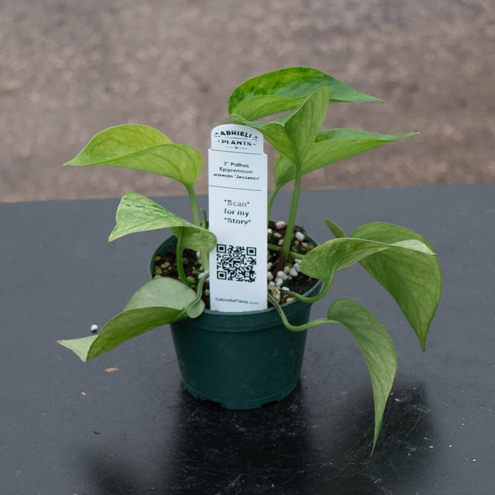 Gabriella Plants Pothos Pothos Epipremnum aureum 'Jessenia'