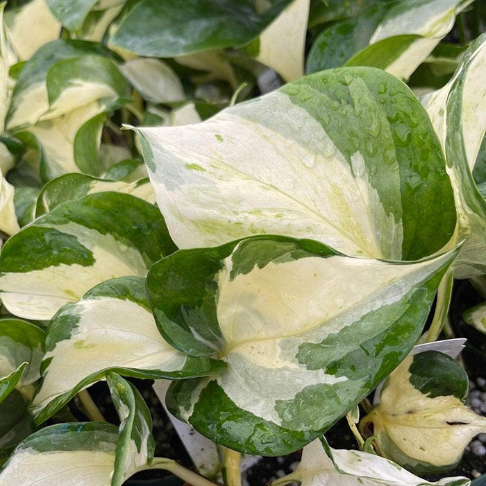 Gabriella Plants Pothos 3" Pothos Epipremnum aureum 'Manjula'
