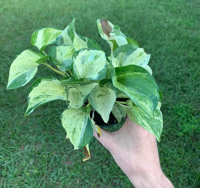 Gabriella Plants Pothos 4" Pothos Epipremnum aureum 'Manjula'