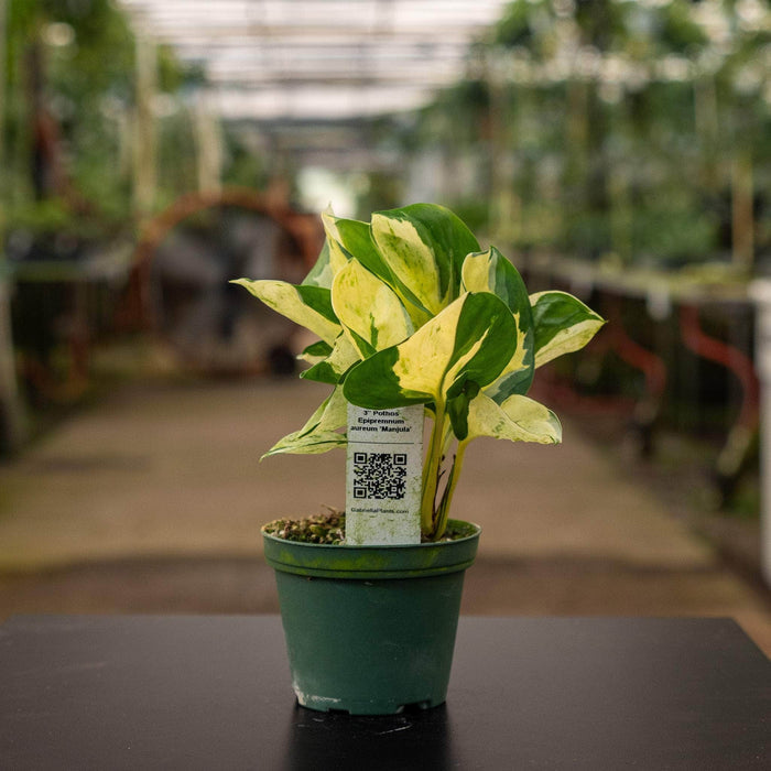 Gabriella Plants Pothos 3” Pothos Epipremnum aureum 'Manjula'