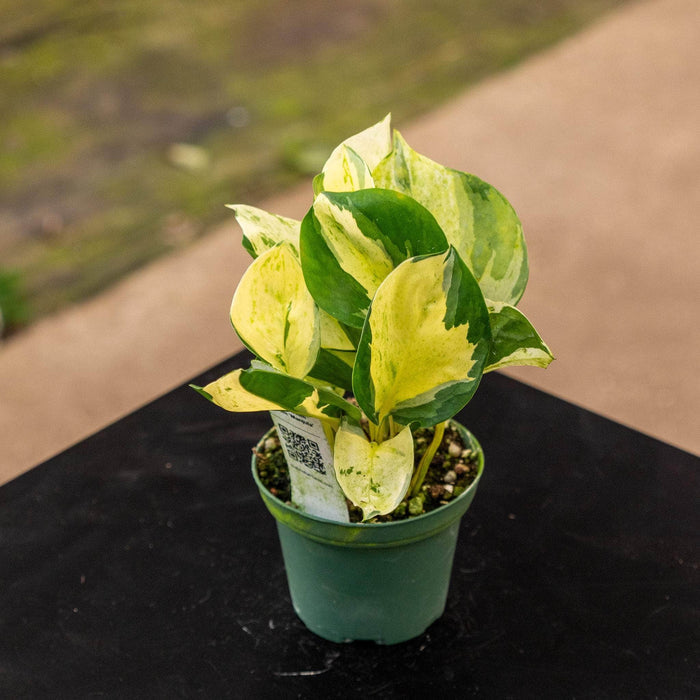 Gabriella Plants Pothos Pothos Epipremnum aureum 'Manjula'