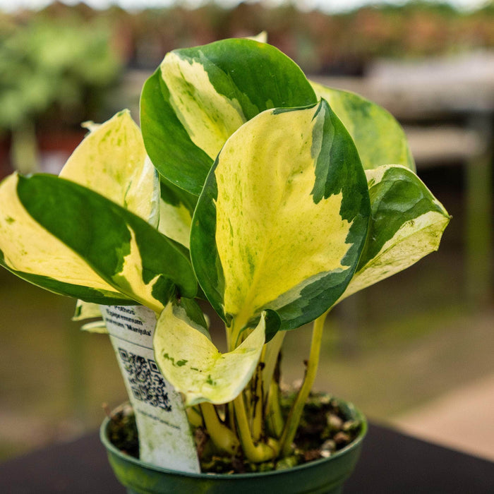 Gabriella Plants Pothos Pothos Epipremnum aureum 'Manjula'