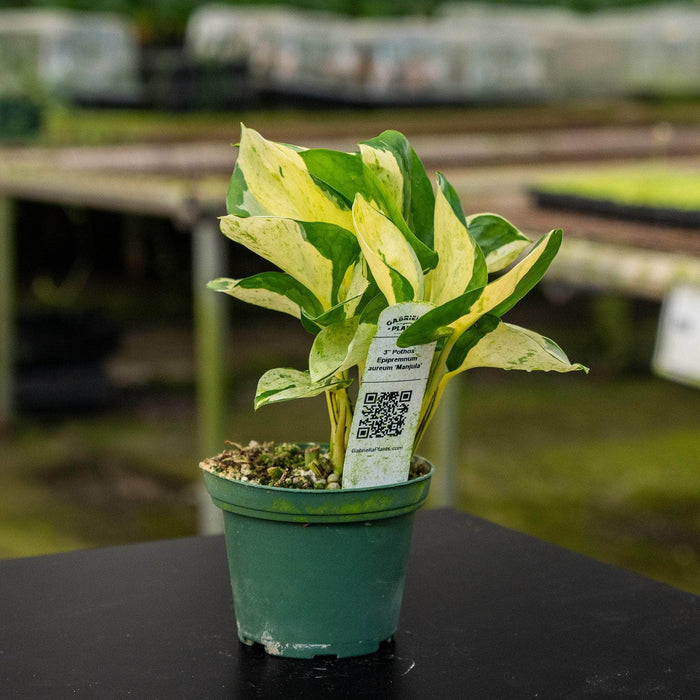 Gabriella Plants Pothos Pothos Epipremnum aureum 'Manjula'