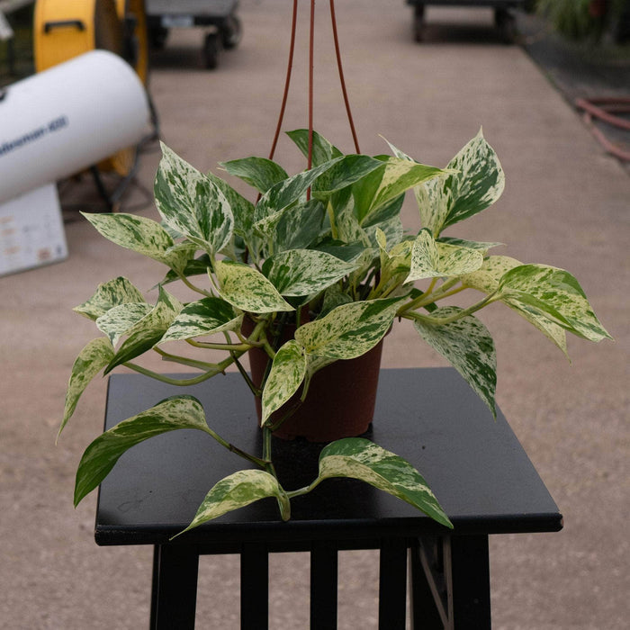 Gabriella Plants Pothos Pothos Epipremnum aureum 'Marble Queen'