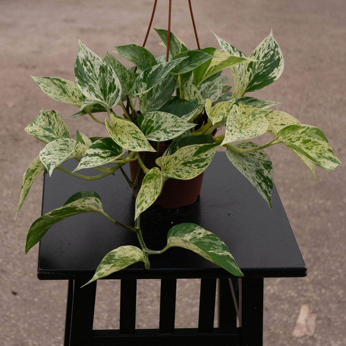 Gabriella Plants Pothos 5" Hanging Basket Pothos Epipremnum aureum 'Marble Queen'