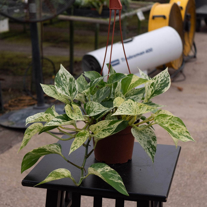 Gabriella Plants Pothos Pothos Epipremnum aureum 'Marble Queen'