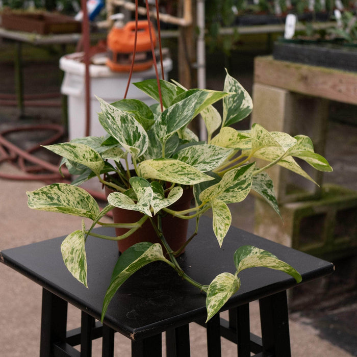 Gabriella Plants Pothos Pothos Epipremnum aureum 'Marble Queen'