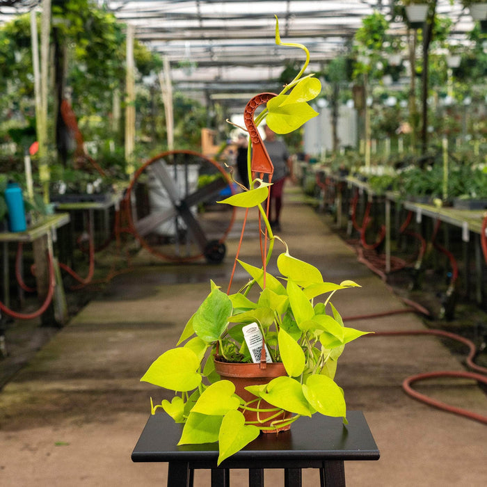 Gabriella Plants Pothos 5" Hanging Basket Pothos Epipremnum aureum 'Neon'