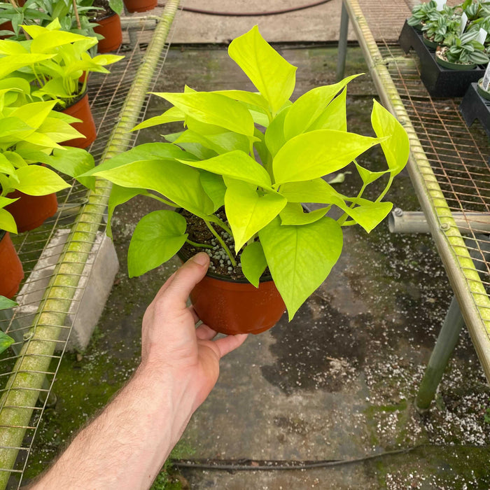 Gabriella Plants Pothos 6" Pothos Epipremnum aureum 'Neon'