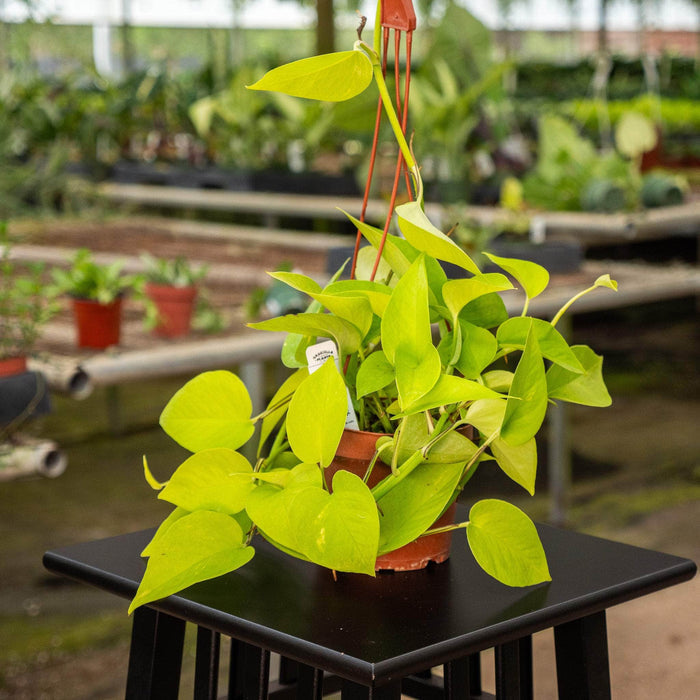 Gabriella Plants Pothos Pothos Epipremnum aureum 'Neon'