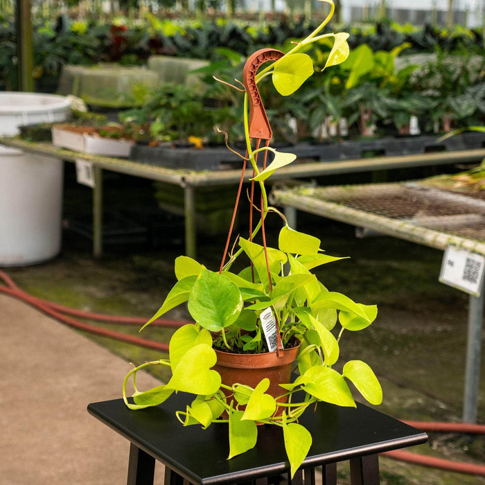 Gabriella Plants Pothos Pothos Epipremnum aureum 'Neon'