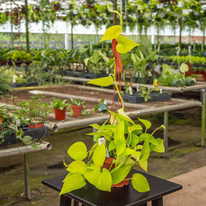 Gabriella Plants Pothos Pothos Epipremnum aureum 'Neon'