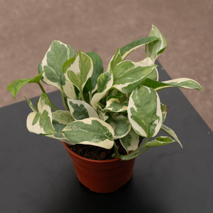 Gabriella Plants Pothos 4" Pothos Epipremnum aureum 'N'Joy'