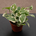 Gabriella Plants Pothos 4" Pothos Epipremnum aureum 'N'Joy'