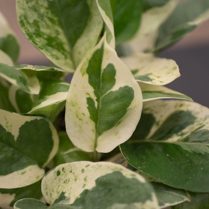 Gabriella Plants Pothos 4" Pothos Epipremnum aureum 'Pearls and Jade'