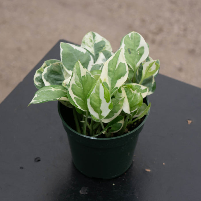 Gabriella Plants Pothos 4" Pothos Epipremnum aureum 'Pearls and Jade'