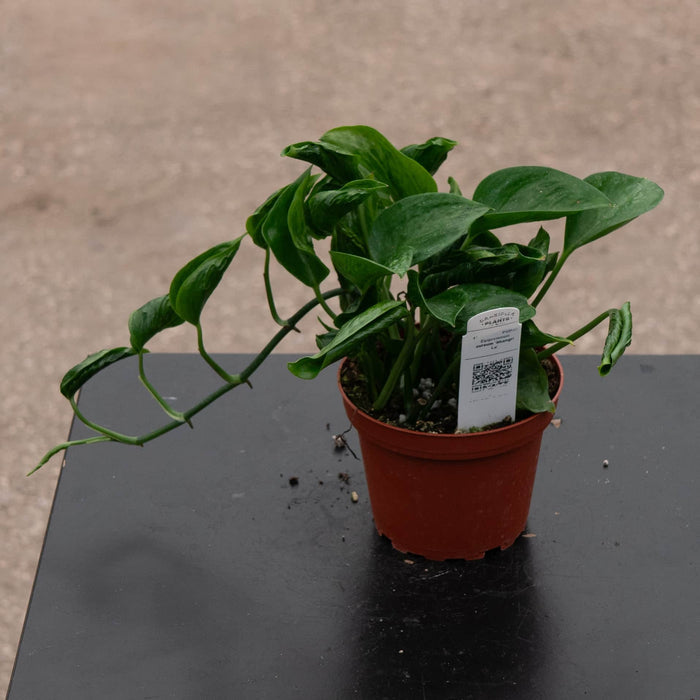 Gabriella Plants Pothos 4" Pothos Epipremnum aureum 'Shangri La'