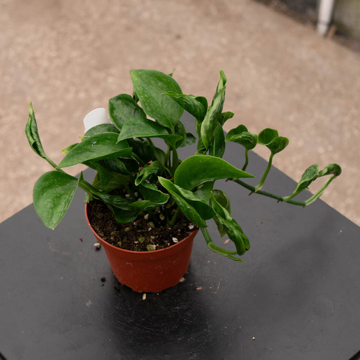 Gabriella Plants Pothos 4" Pothos Epipremnum aureum 'Shangri La'