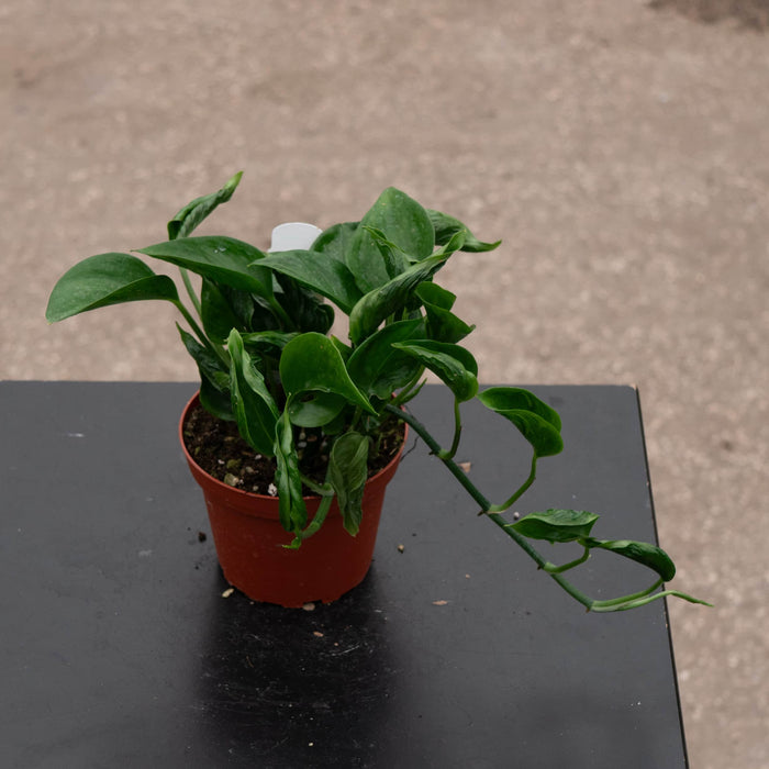 Gabriella Plants Pothos 4" Pothos Epipremnum aureum 'Shangri La'
