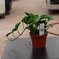 Gabriella Plants Pothos 4" Pothos Epipremnum aureum 'Shangri La'