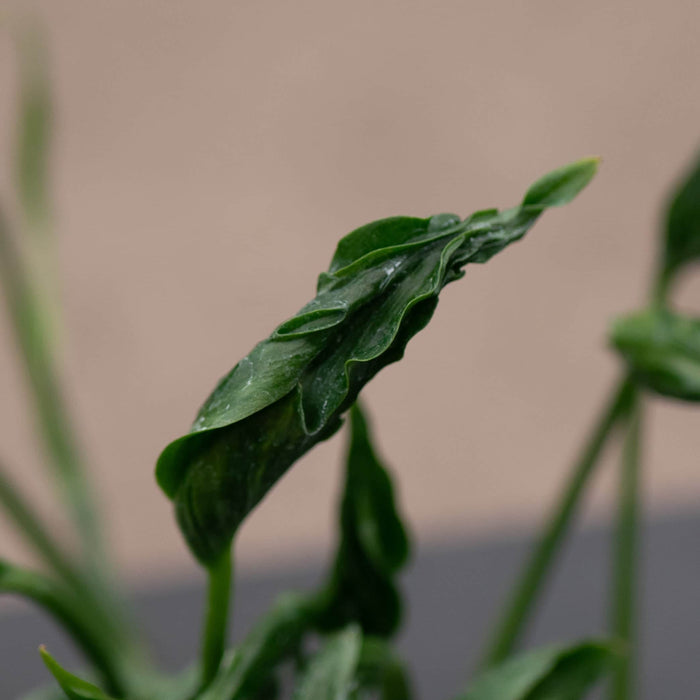 Gabriella Plants Pothos Pothos Epipremnum aureum 'Shangri Ooh La La'