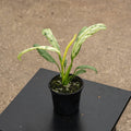 Gabriella Plants Pothos 4" Pothos Epipremnum giganteum 'Marble Variegated'