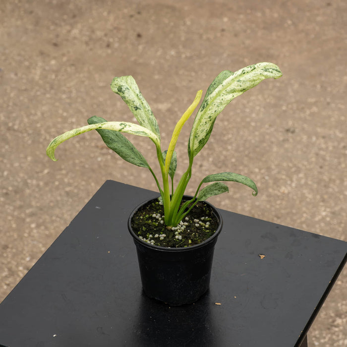 Gabriella Plants Pothos 4" Pothos Epipremnum giganteum 'Marble Variegated'