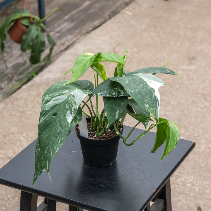 Gabriella Plants Pothos 4" Pothos Epipremnum pinnatum albo variegata
