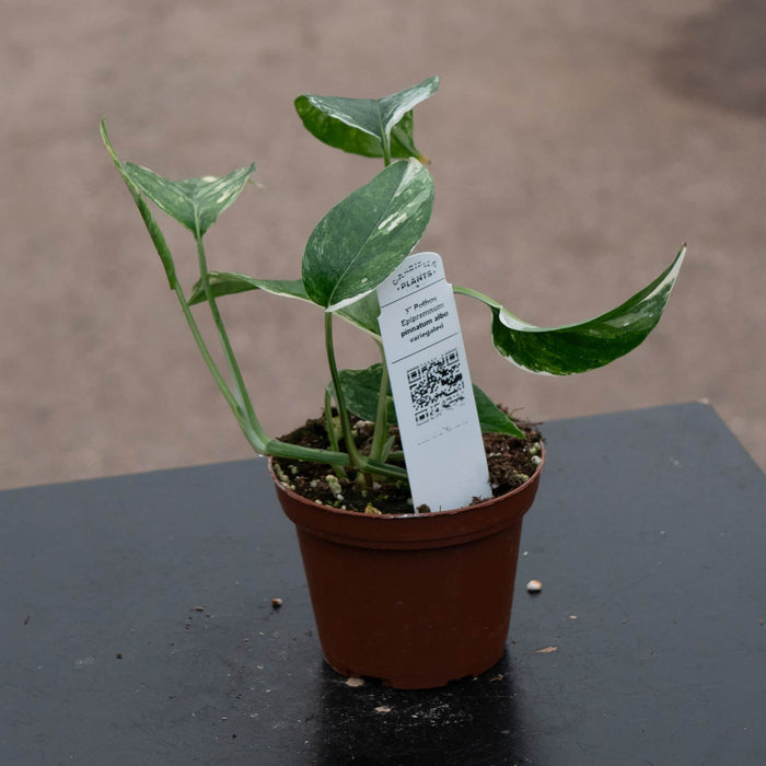 Gabriella Plants Pothos 3" Pothos Epipremnum pinnatum albo variegata