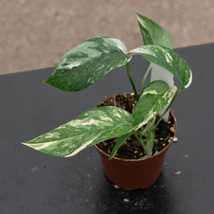 Gabriella Plants Pothos Pothos Epipremnum pinnatum albo variegata