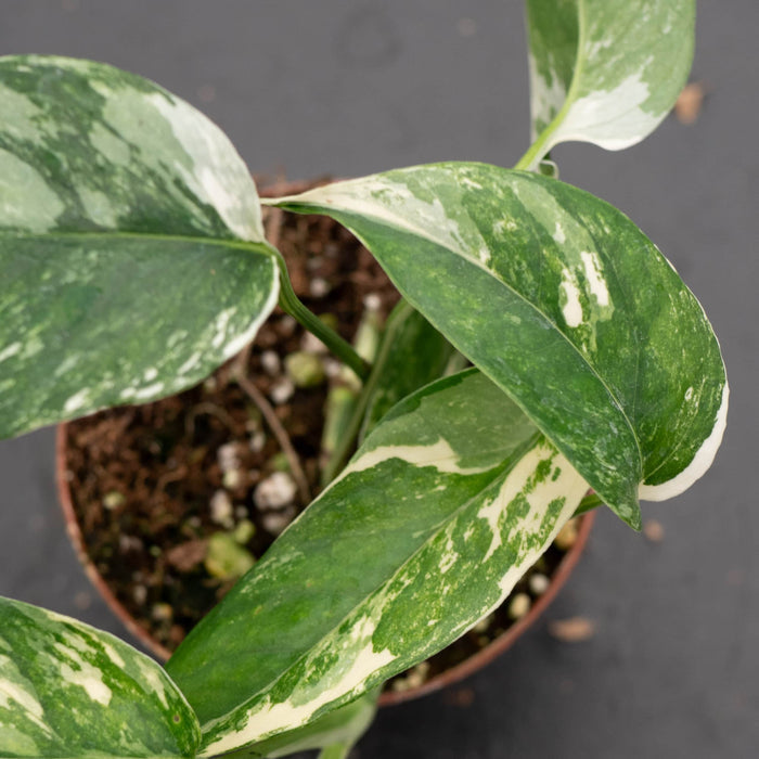 Gabriella Plants Pothos Pothos Epipremnum pinnatum albo variegata