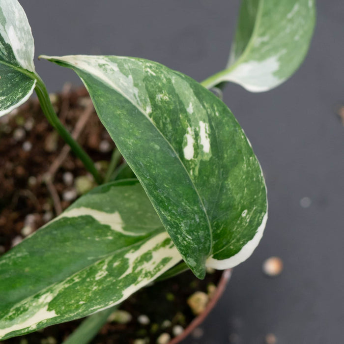 Gabriella Plants Pothos Pothos Epipremnum pinnatum albo variegata