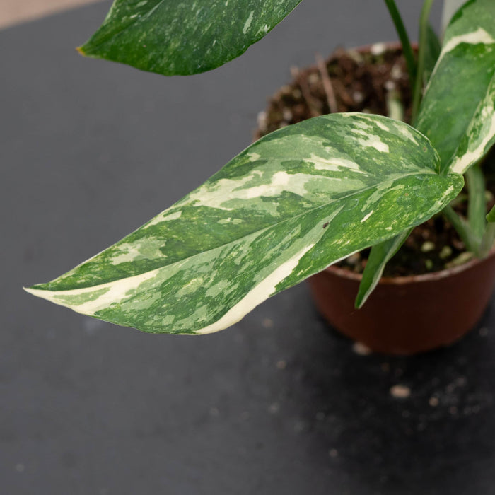 Gabriella Plants Pothos Pothos Epipremnum pinnatum albo variegata