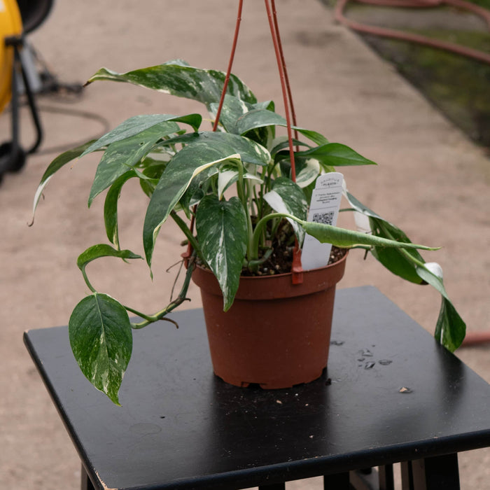 5"