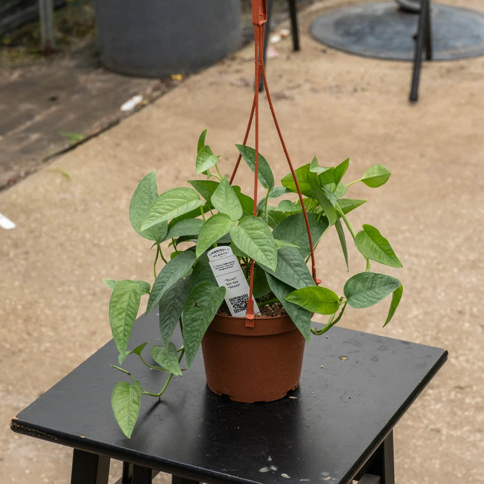 Gabriella Plants Pothos 5" Hanging Basket Pothos Epipremnum pinnatum 'Cebu Blue'