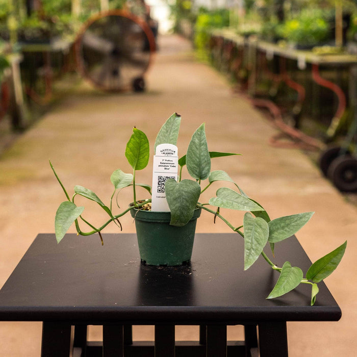 Gabriella Plants Pothos 3" Pothos Epipremnum pinnatum 'Cebu Blue'