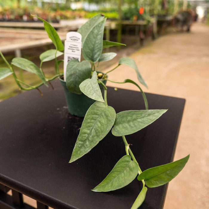 Gabriella Plants Pothos Pothos Epipremnum pinnatum 'Cebu Blue'