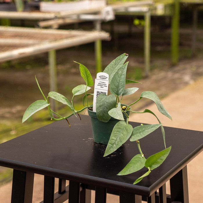 Gabriella Plants Pothos Pothos Epipremnum pinnatum 'Cebu Blue'