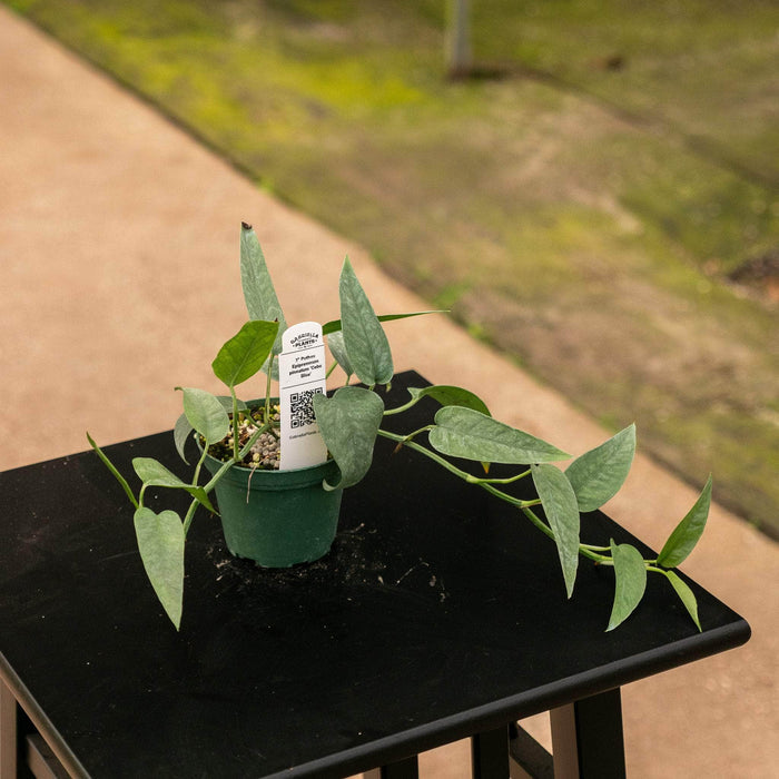 Gabriella Plants Pothos Pothos Epipremnum pinnatum 'Cebu Blue'