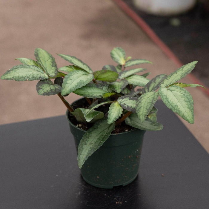 Gabriella Plants All 4" Procris repens 'Watermelon Begonia'