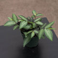 Gabriella Plants All 4" Procris repens 'Watermelon Begonia'