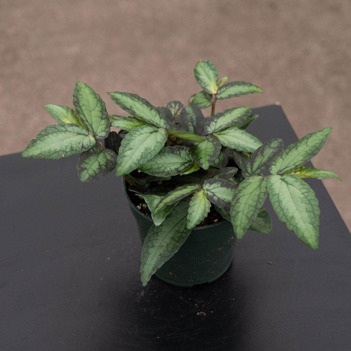 Gabriella Plants All 4" Procris repens 'Watermelon Begonia'