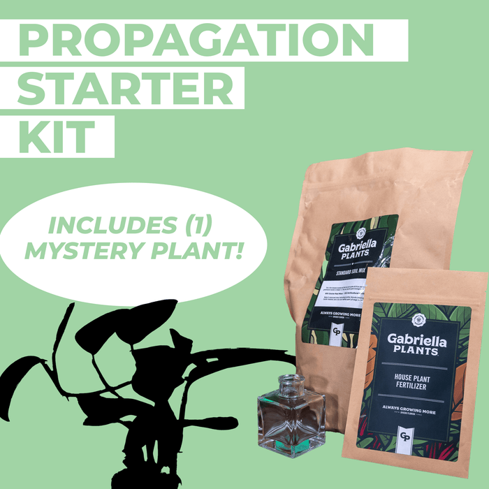 Gabriella Plants Other 1-Propagation Starter Kit